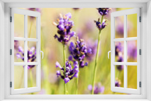 Fototapeta Naklejka Na Ścianę Okno 3D - Lavender bushes closeup, selective focus on some flowers. Lavender in the garden, soft light effect. Violet bushes at the center of picture.