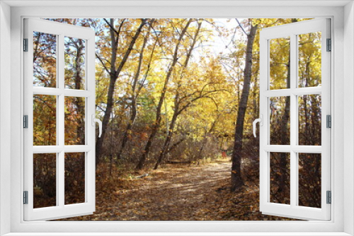 Fototapeta Naklejka Na Ścianę Okno 3D - Gold Along The Trail, William Hawrelak Park, Edmonton, Alberta