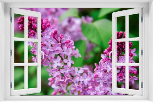 Fototapeta Naklejka Na Ścianę Okno 3D - Blossom of violet and purple lilac flowers bush in spring