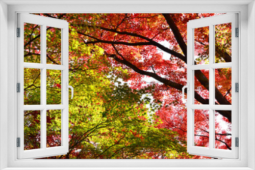 Fototapeta Naklejka Na Ścianę Okno 3D - 見上げると一面の赤い紅葉と緑の紅葉の斜め配置
