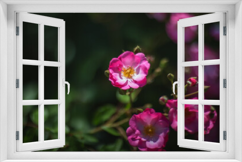 Fototapeta Naklejka Na Ścianę Okno 3D - In the garden blooms a Bush with beautiful bright pink roses Selective and soft focus. Rose close-up in sunlight on a dark blurry background with a copy of space.