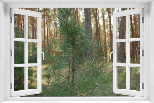 Fototapeta Naklejka Na Ścianę Okno 3D - Green pine forest at summer