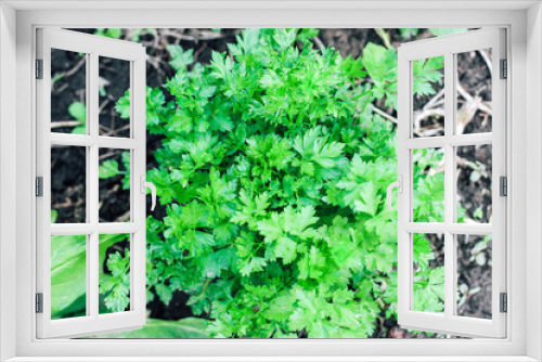 Fototapeta Naklejka Na Ścianę Okno 3D - Young bushes of parsley. Useful plants in the garden.