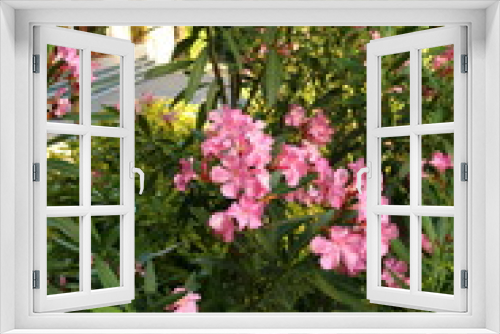 Fototapeta Naklejka Na Ścianę Okno 3D - flowering oleander (nerium oleander)