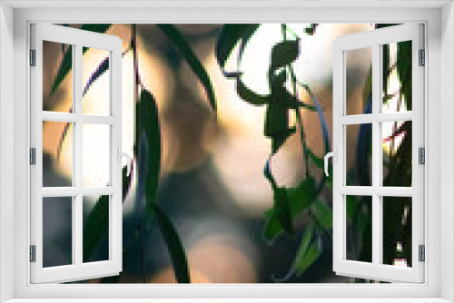 Fototapeta Naklejka Na Ścianę Okno 3D - Willow Tree Leaves at Sunset.