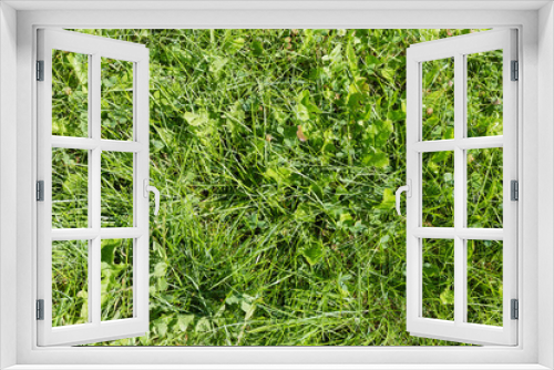 Fototapeta Naklejka Na Ścianę Okno 3D - Fragment of lawn with different low grass, top view, background