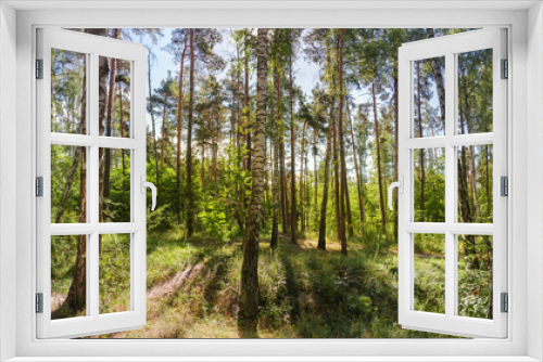 Fototapeta Naklejka Na Ścianę Okno 3D - Panorama of the mixed deciduous and coniferous forest backlit