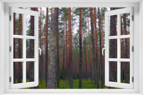 Fototapeta Naklejka Na Ścianę Okno 3D - Autumn pine forest on a cloudy day.