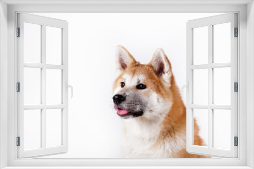 Fototapeta Naklejka Na Ścianę Okno 3D - Portrait of young beautiful funny akita inu sitting over white isolated background. Big japanese breed dog with pointy ears. Close up, copy space.