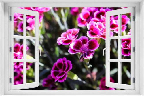 Fototapeta Naklejka Na Ścianę Okno 3D - Floral background made of blooming pink garden carnation. Macro view of purple blossom bush.Small beautiful flowers.  Springtime and summer concept. Gardening, floristry. Space for text. 