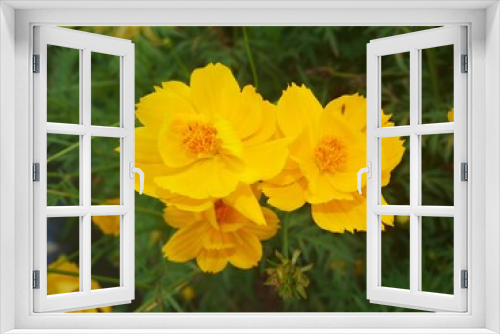 Fototapeta Naklejka Na Ścianę Okno 3D - Bright yellow composition of Cosmos sulphureus flowers in the garden. Growth flowering plant. Close up, macro, isolated image. Flowers and green leaves. Sunny flowerbed. Beautiful natural bouquet. 