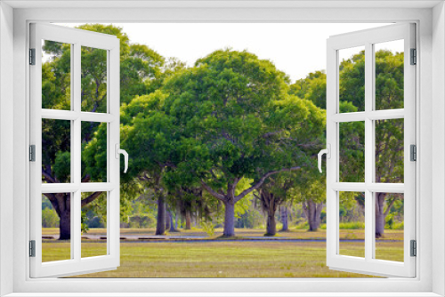Fototapeta Naklejka Na Ścianę Okno 3D - Florida Everglades Trees