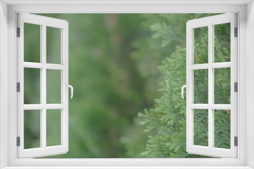 Fototapeta Naklejka Na Ścianę Okno 3D - Pine tree texture. Evergreen, selective focus, blurry background