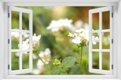 Fototapeta Naklejka Na Ścianę Okno 3D - white flowers in spring