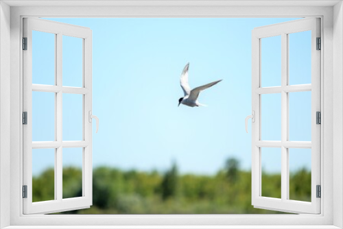 Fototapeta Naklejka Na Ścianę Okno 3D - Seagull bird in flight against the blue sky.