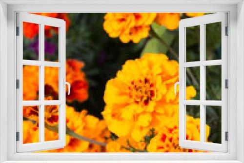 Fototapeta Naklejka Na Ścianę Okno 3D - Marigold flowers also known as tagetes close – up view