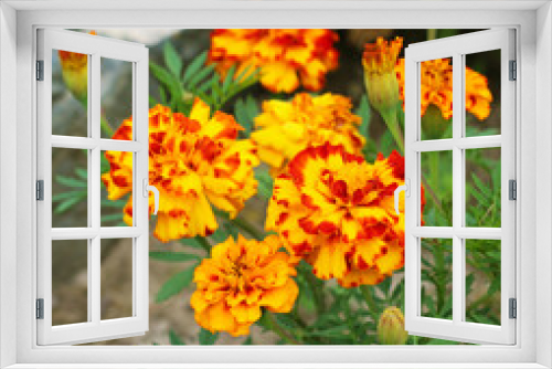 Fototapeta Naklejka Na Ścianę Okno 3D - Marigold flowers also known as tagetes close – up view