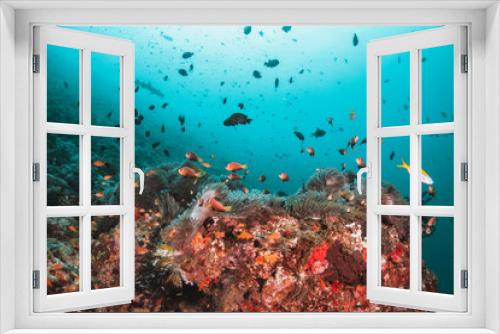 Fototapeta Naklejka Na Ścianę Okno 3D - Underwater tropical reef scene, anemone or nemo clown fish swimming in blue water among colorful coral reef in The Maldives, Indian Ocean