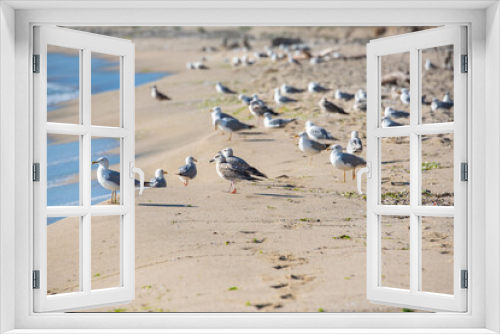 Fototapeta Naklejka Na Ścianę Okno 3D - Seagulls on the beach