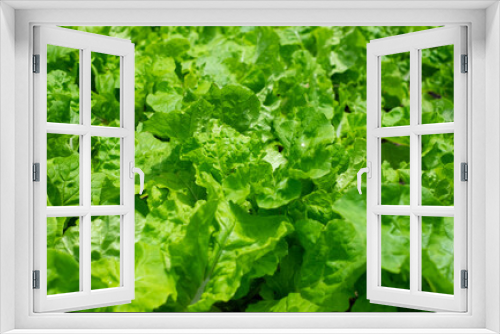 Fototapeta Naklejka Na Ścianę Okno 3D - Close-up of Fresh green Lettuce leaves on a garden in the vegetable field. Salad green leaf nature texture background.