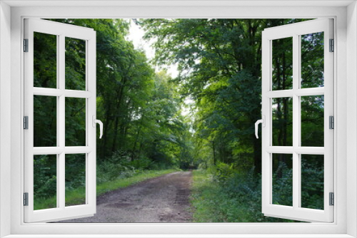 Fototapeta Naklejka Na Ścianę Okno 3D - Chemin dans les bois