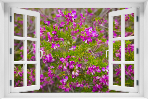 Fototapeta Naklejka Na Ścianę Okno 3D - close up of multitude pink flowers polygala myrtifolia outdoors