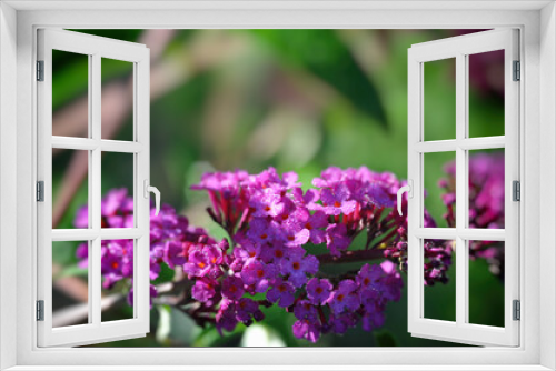 Fototapeta Naklejka Na Ścianę Okno 3D - Purple flowers of Buddleja davidii (summer lilac, butterfly-bush)