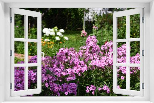 Fototapeta Naklejka Na Ścianę Okno 3D - Blooming pink Phlox in the garden close-up. Large inflorescences.