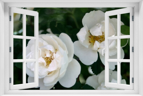 Fototapeta Naklejka Na Ścianę Okno 3D - Rosehip in blooms with white roses