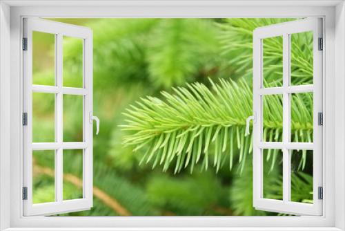 Fototapeta Naklejka Na Ścianę Okno 3D - New green tender spruce, young pine needles selective focus. Ingredient for medicine treatment oil. growing fir tree sprouts on branch on blurred green background. Evergreen tree