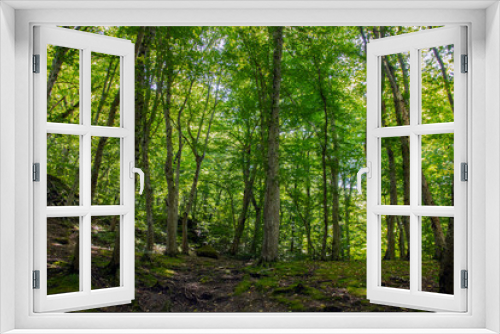 Fototapeta Naklejka Na Ścianę Okno 3D - A picturesque forest of green deciduous trees, the summer sun shines with its warm rays through the foliage