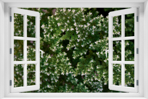 Fototapeta Naklejka Na Ścianę Okno 3D - Garden fern
