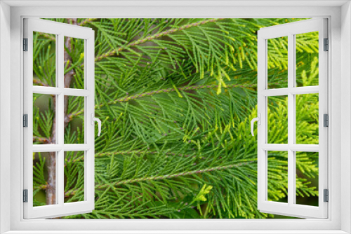 Fototapeta Naklejka Na Ścianę Okno 3D - Close up view of beautiful green christmas leaves of Thuja occidentalis tree (also known as white cedar or eastern arborvitae) on green background. Selective  focus. Oriental garden plants theme.