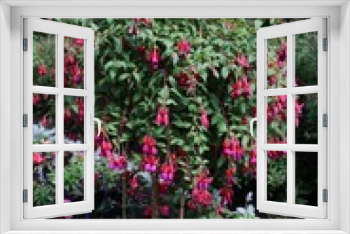 Fototapeta Naklejka Na Ścianę Okno 3D - Blooming Fuchsia regia