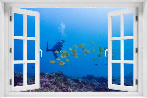 Fototapeta Naklejka Na Ścianę Okno 3D - 青いサンゴ礁の海でカゴカキダイの群れと泳ぐダイバー。和歌山県串本。英語名: Stripey。学名: Microcanthus strigatus (Cuvier, 1831)