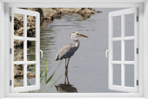 Fototapeta Naklejka Na Ścianę Okno 3D - gray heron in field