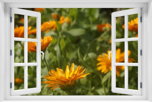 Fototapeta Naklejka Na Ścianę Okno 3D - Flower marigold yellow-orange.  In a blurry background, a field with the same flowers.