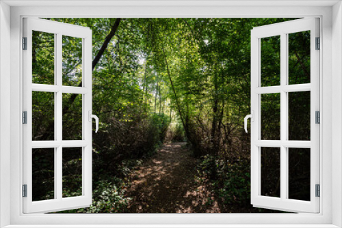 Fototapeta Naklejka Na Ścianę Okno 3D - wood chips paved trail inside park surrounded by tall dense foliage with shadow casting on the ground on a sunny day