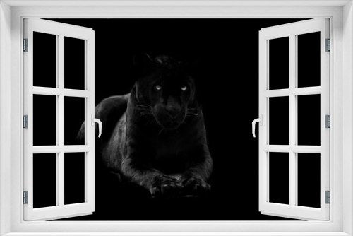 Fototapeta Naklejka Na Ścianę Okno 3D - Black panther with a black background