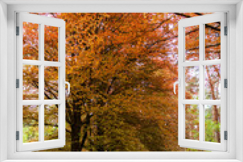 Fototapeta Naklejka Na Ścianę Okno 3D - Colorful beech tree alley in early spring 