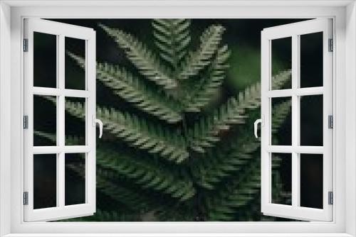Fototapeta Naklejka Na Ścianę Okno 3D - green fern leaf