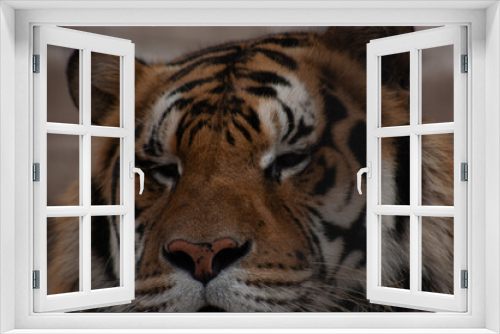 Fototapeta Naklejka Na Ścianę Okno 3D - TIger