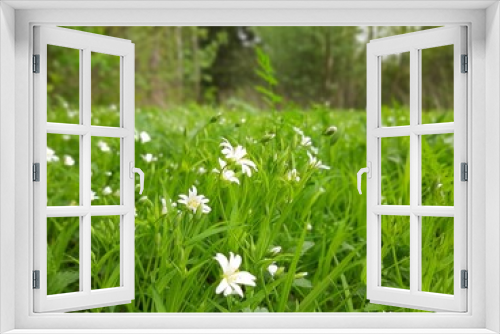 Fototapeta Naklejka Na Ścianę Okno 3D - green grass and flowers