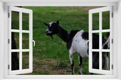 Fototapeta Naklejka Na Ścianę Okno 3D - domestic goat on the green grass