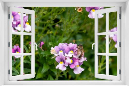 Fototapeta Naklejka Na Ścianę Okno 3D - bee on purple flowers