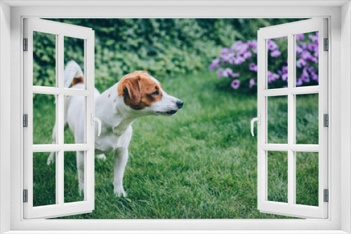 Fototapeta Naklejka Na Ścianę Okno 3D - Adorable puppy Jack Russell Terrier walking in a garden.