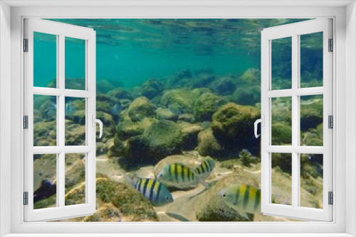 Fototapeta Naklejka Na Ścianę Okno 3D - Fishes under the Brazilian Sea