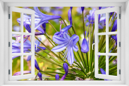 Fototapeta Naklejka Na Ścianę Okno 3D - Fleurs d'agapanthes en gros plan	