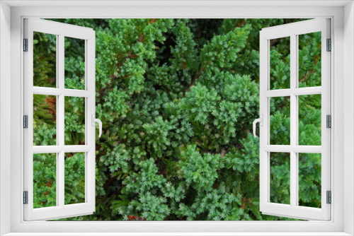 Fototapeta Naklejka Na Ścianę Okno 3D - green plant texture