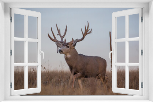 Fototapeta Naklejka Na Ścianę Okno 3D - Mule Deer Buck During the Fall Rut in Colorado